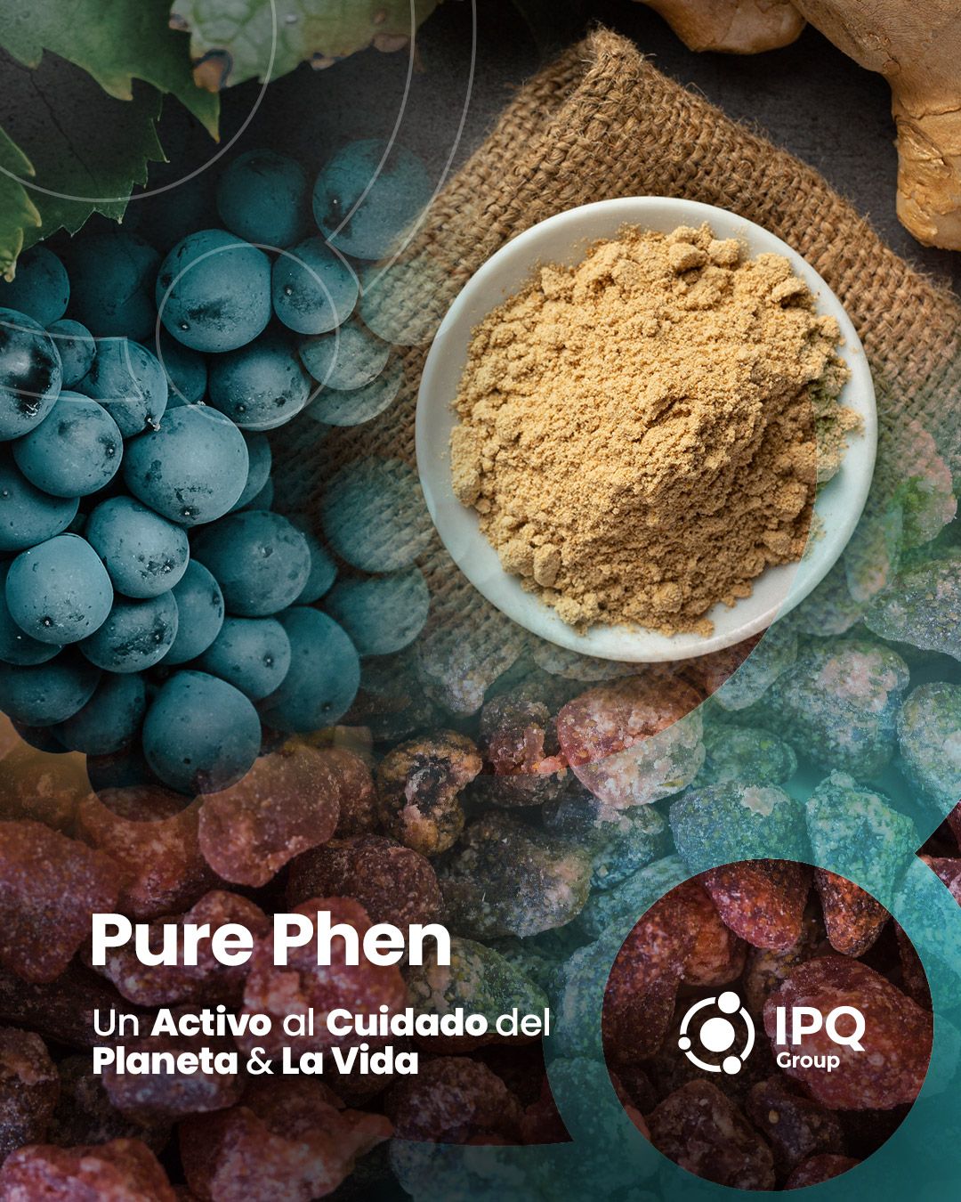 IPQ_Linkedin-phen